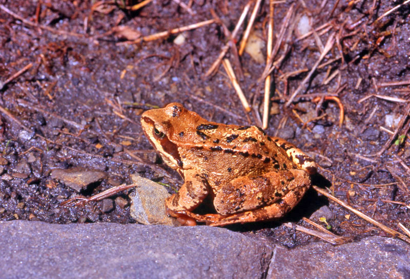 Rana temporaria e girino albino